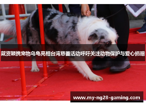 戴资颖携宠物乌龟亮相台湾慈善活动呼吁关注动物保护与爱心捐赠